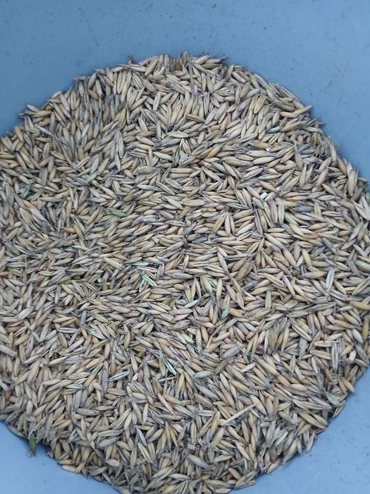 Owies odmiana Gepard