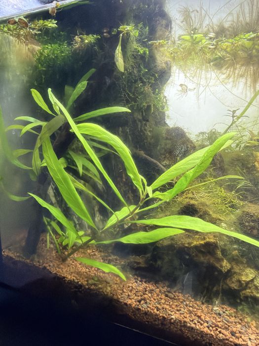 Hygrophila salicifolia