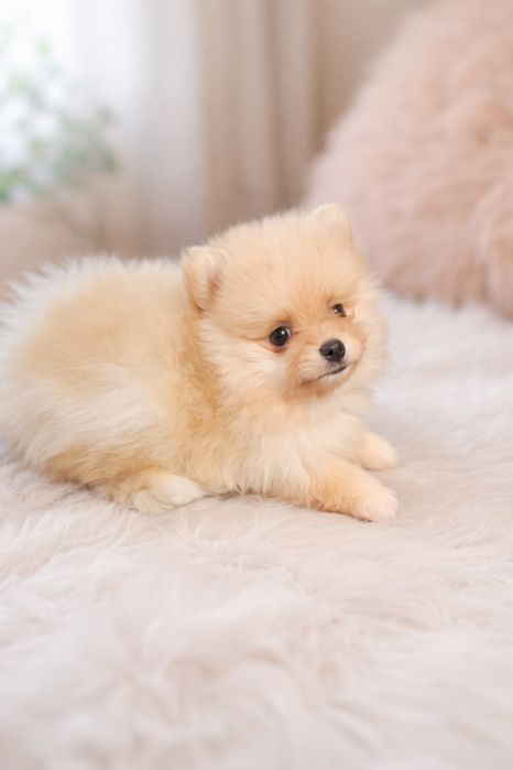 Śliczny malutki Piesek Szpica Miniaturowego Pomeranian