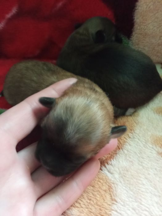 Собачки продаються