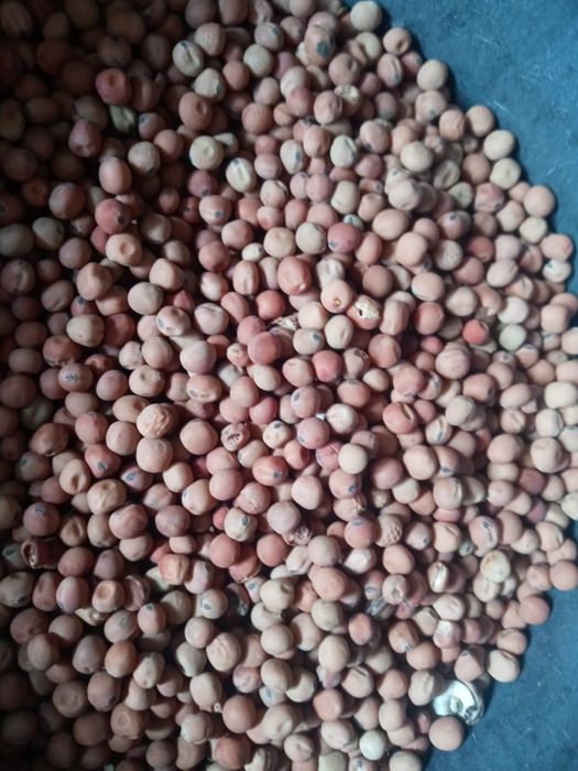 Peluszka, groch, poplon, gołębie.