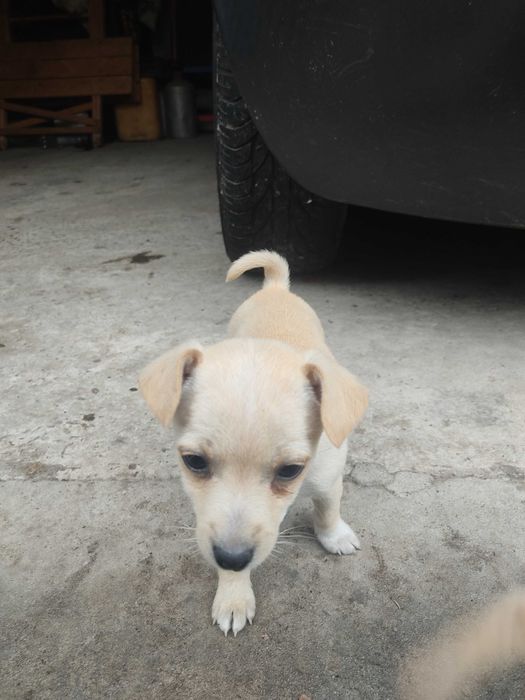 Цуценя безкоштовно