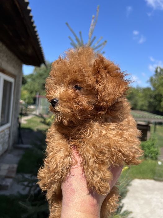 Дівчинка Малтіпу ф3