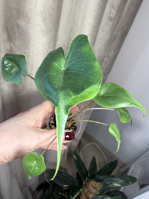 Дітки алоказій, різні сорти