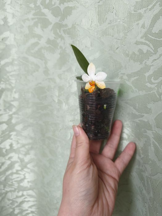 Нецвітучі дітки орхідей