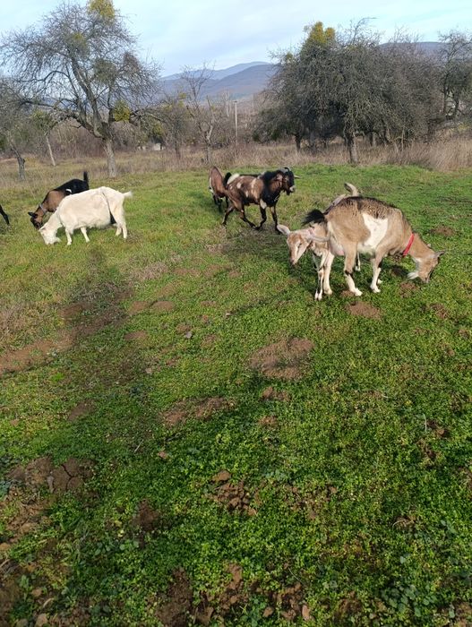 Кізоньки кози продам