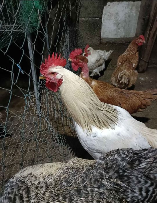 Galo (Raça Inglesa)