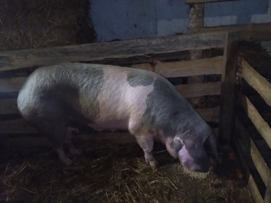 Porca com 120kg boa qualidade