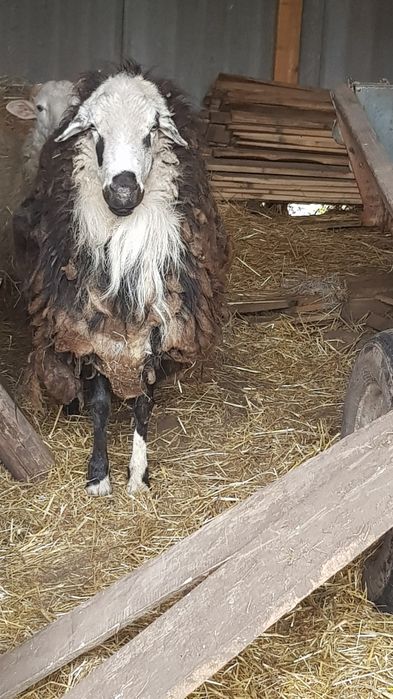 Продам барана, очень  большой.  Только через веса