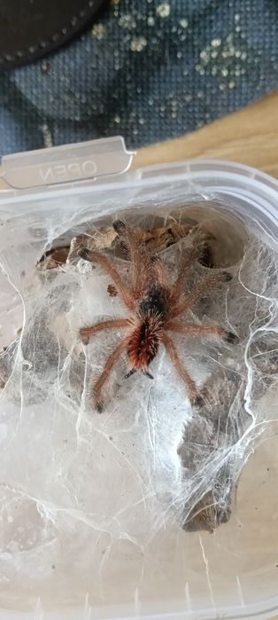 Ptaszniki Avicularia braunshauseni L5