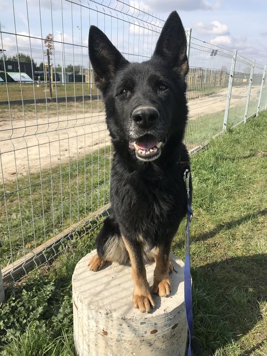 Brenda-cudowny owczarek czeka na dom