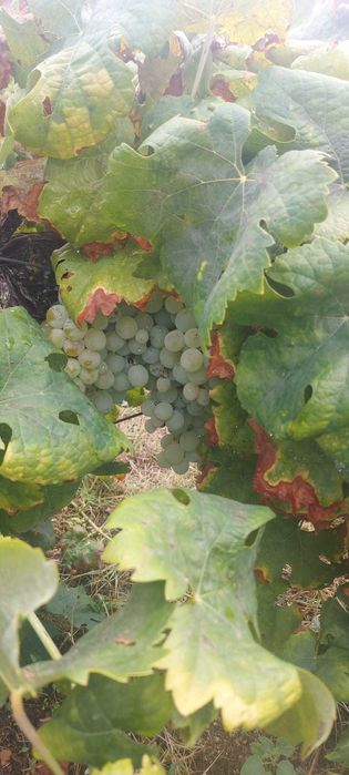 Uvas brancas e tintas para venda