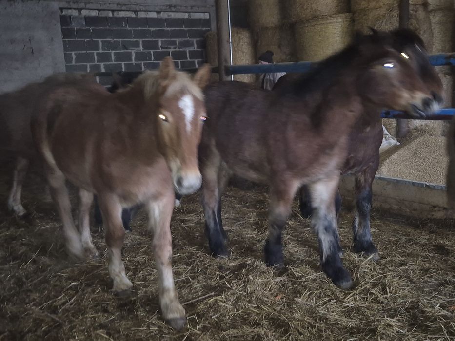 Sprzedam zrebaki zimnokrwiste