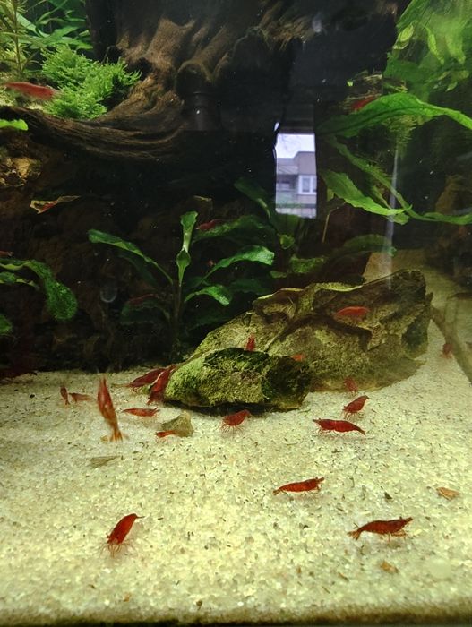 Krewetki neocardina bloody mary