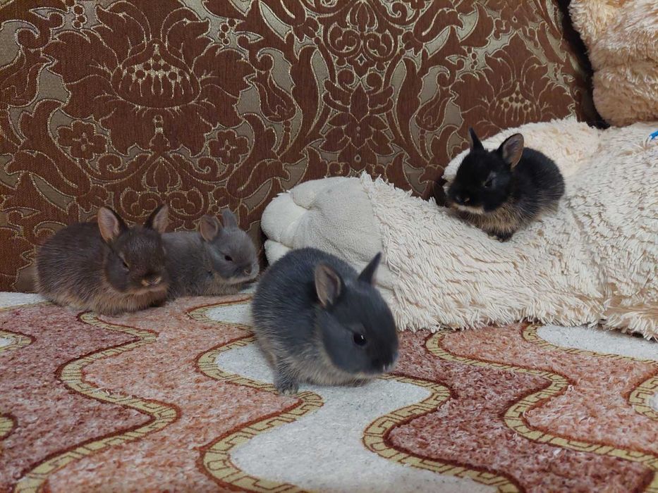 Декративний нідерландський  міні кролик