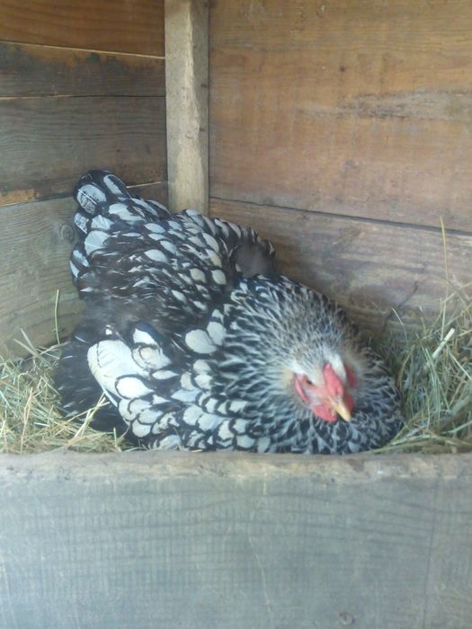 Віандот срібло інкубаційне яйце