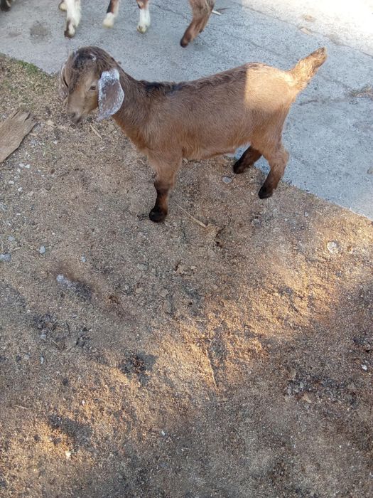 Козочки  маленькі