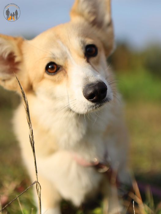 Welsh Corgi Pembroke ZKwP FCI po Championie rezerwacja