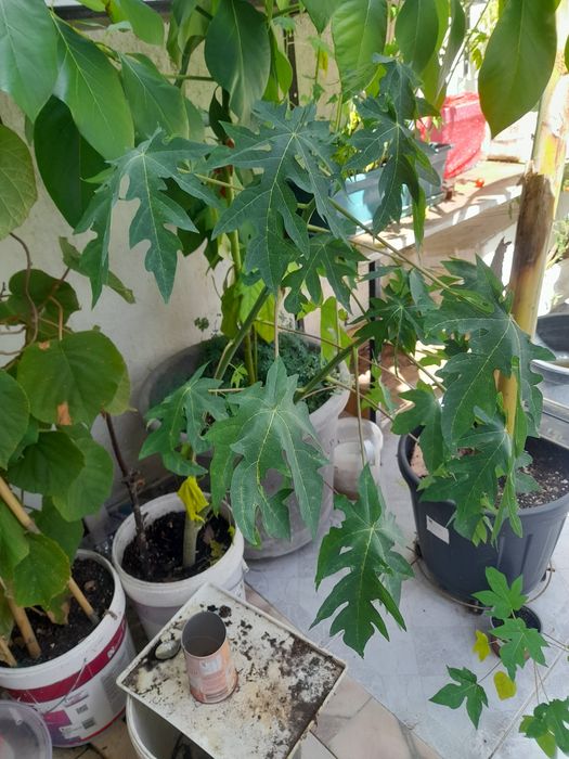 Planta mamão grande para venda.