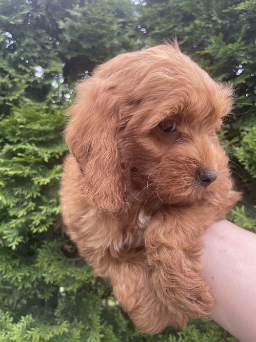 Cockapoo suczki i piesek