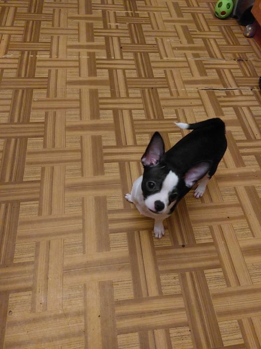 Piesek chihuahua  okolice Warszawy