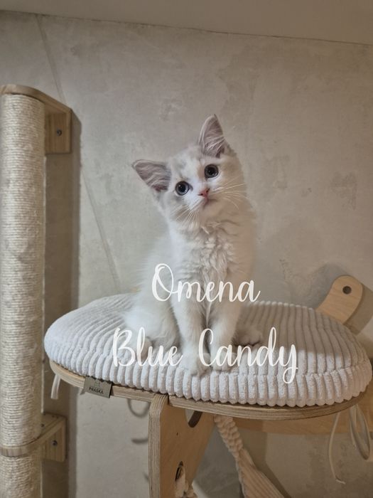 Kotka Ragdoll Omena Blue Candy Pl FPL Warszawa