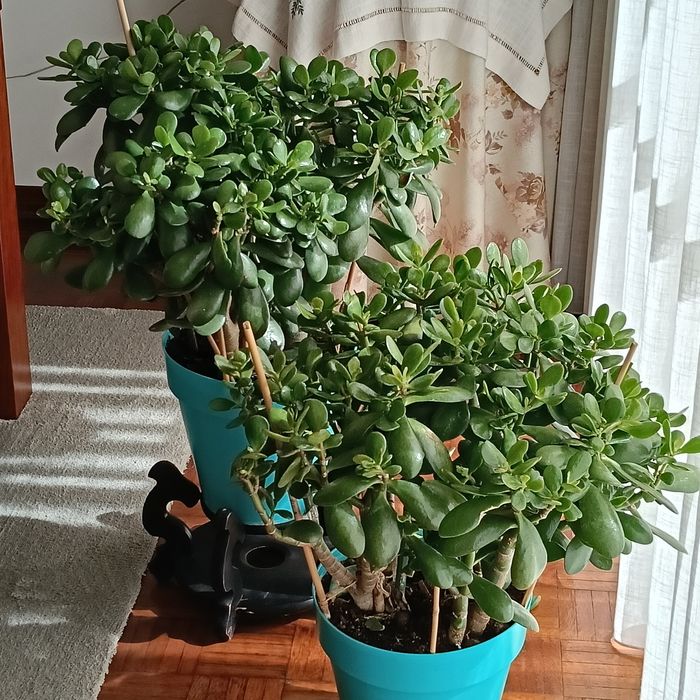 Campo Grande - Vendo Plantas