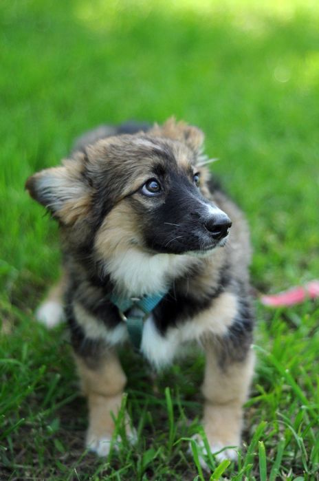 Чудесная небольшая собачка ищет дом