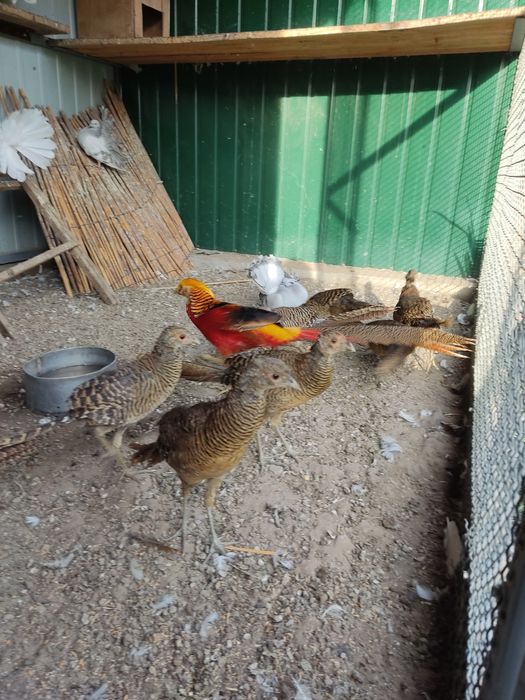 Продам Золотой фазан красный