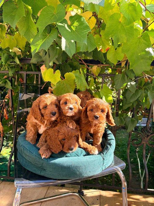CAVAPOO - przeuroczy  maluch