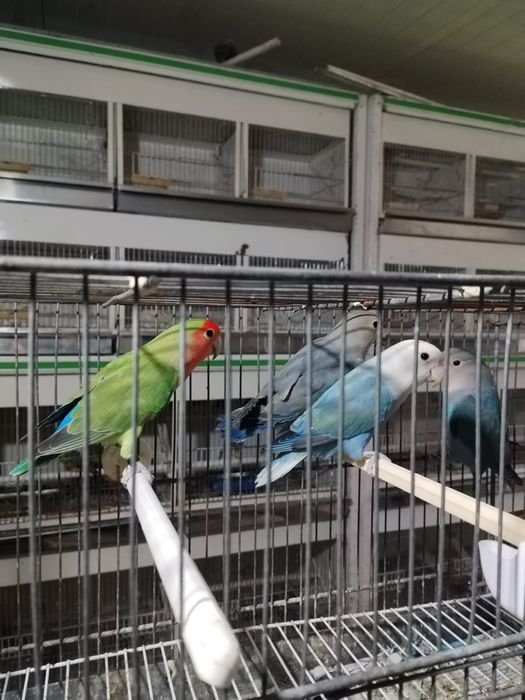 Agapones disponíveis