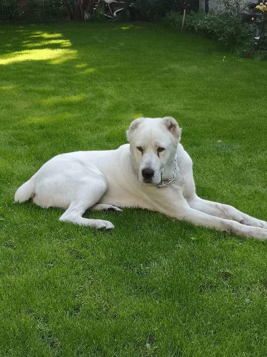 Owczarek środkowoazjatycki