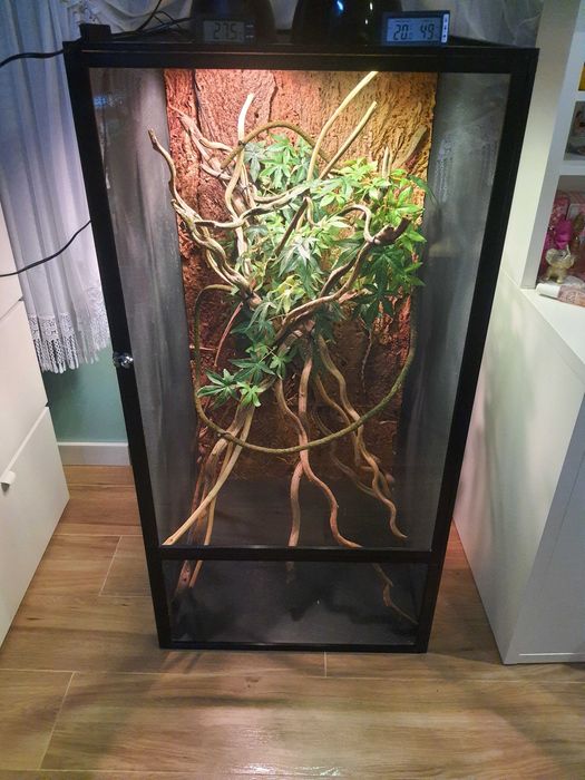 terrarium dla kameleona