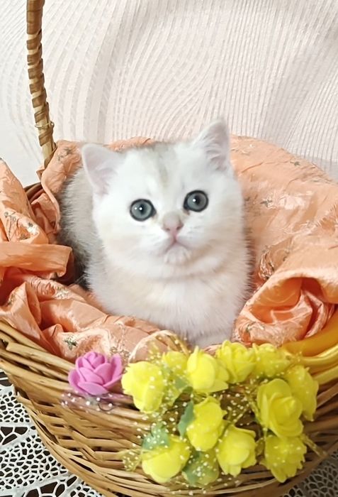 Чистокровная девочка серебристая шиншилла
