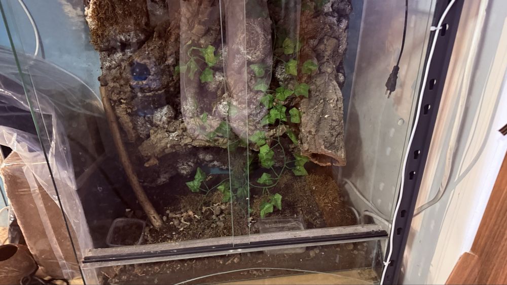 Jaszczurki z terrariami lub bez