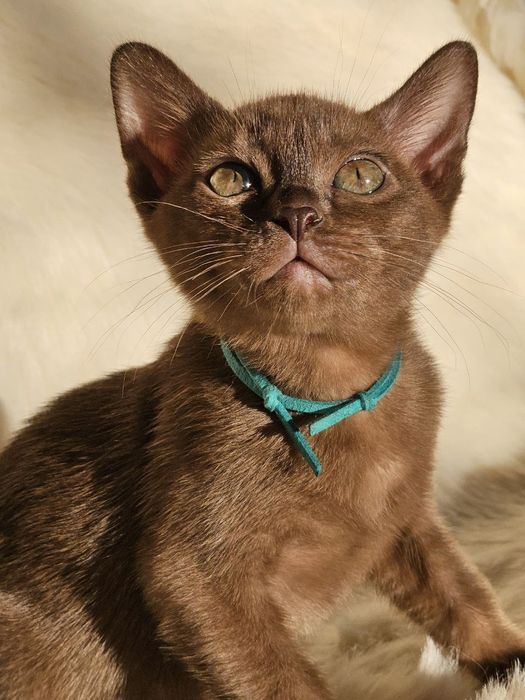 Бурма Европейская