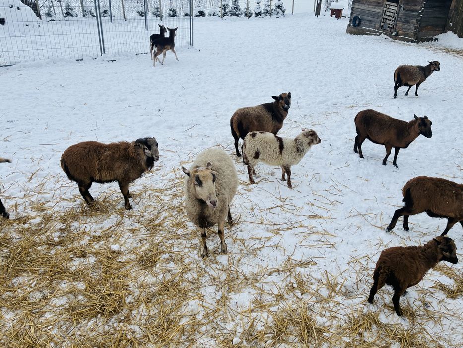 Owce kameruńskie, owca, baran