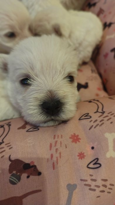 West highland white terrier FCI piesek