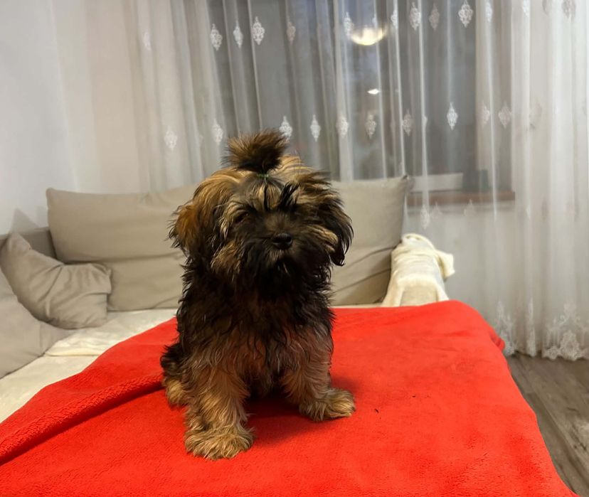 Shih tzu bursztynowy piesek !
