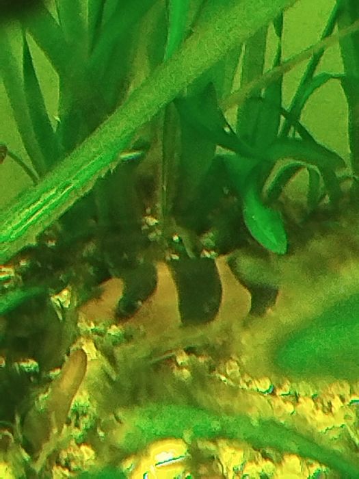 Botia palhaço grandes