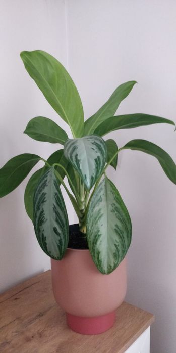 Kwiatek roślina aglaonema silver 50 cm