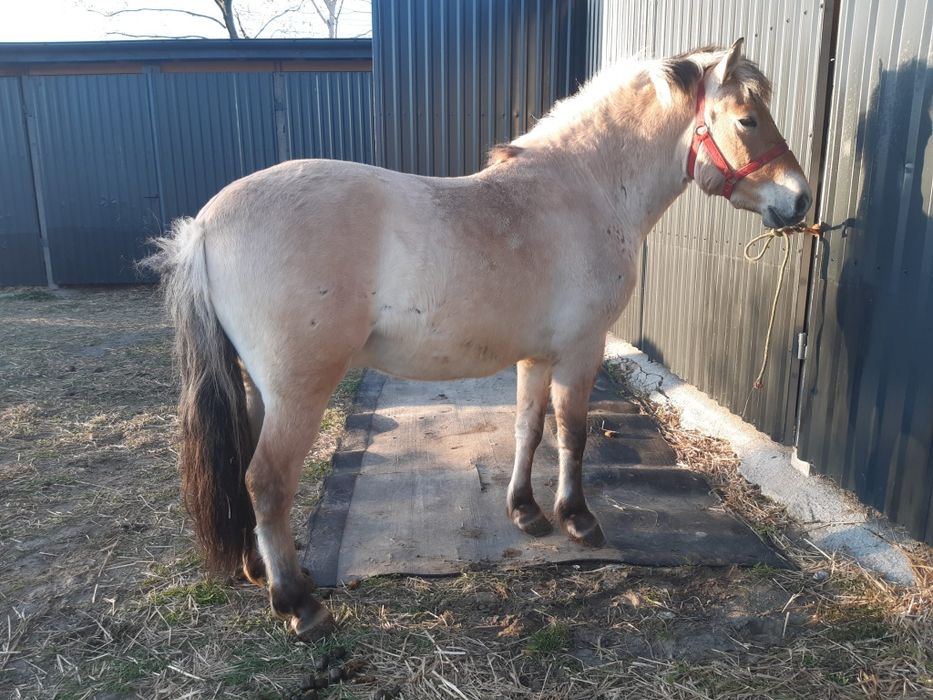 Wałach czteroletni Fiord