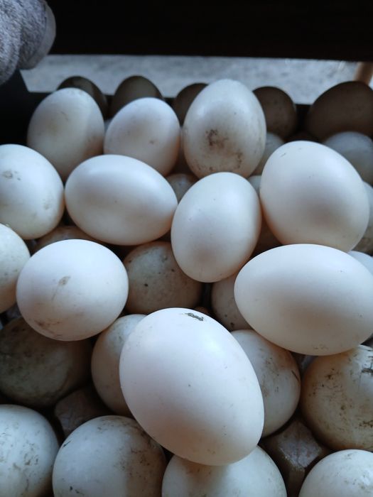 Jaja gęsie i kacze lęgowe