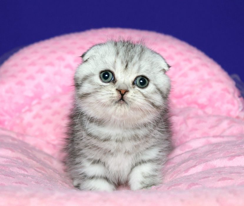 Шотландский мальчик