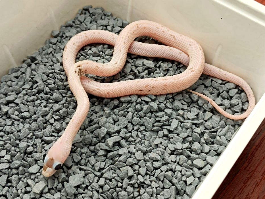 Wąż zbożowy / Charcoal Palmetto ph. 66% amel / Łatka z plamek