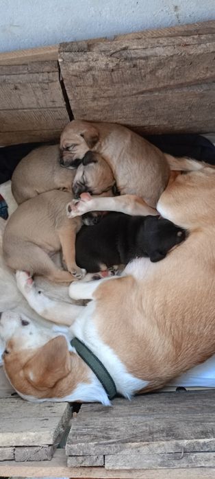 Цуценята віддам в добрі руки