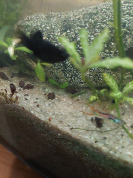 Ślimaki świderki cena za 10 sztuk