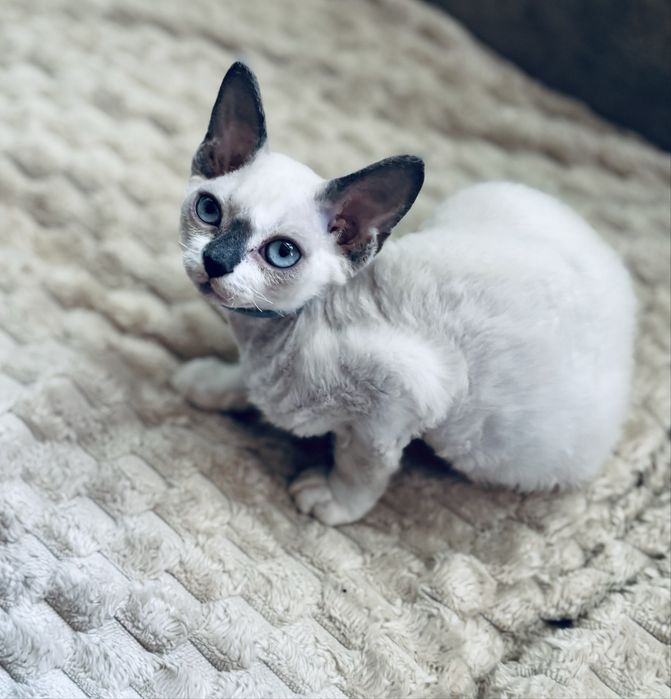 Kocurek devon rex point blue