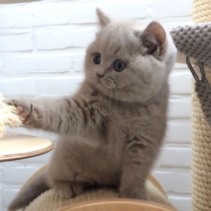Лілові прямовухі кошенята