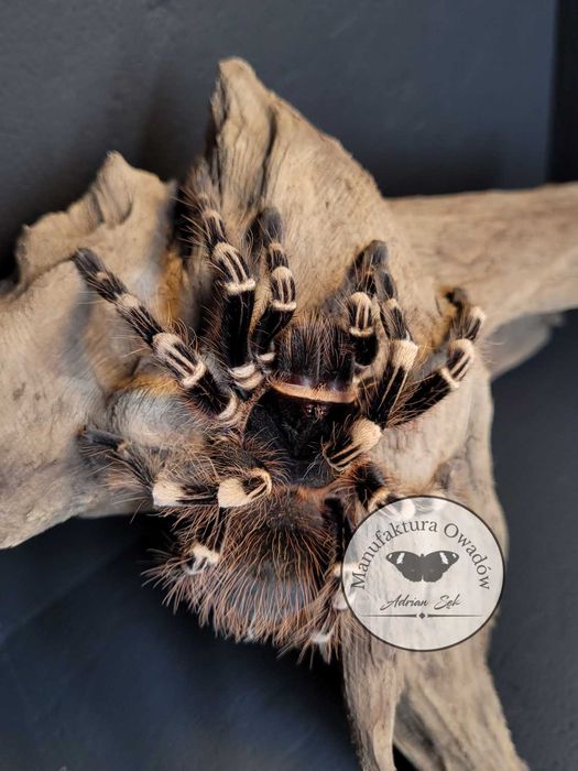Ptasznik Acanthoscurria geniculata 2DC NS - Ptasznik białokolanowy